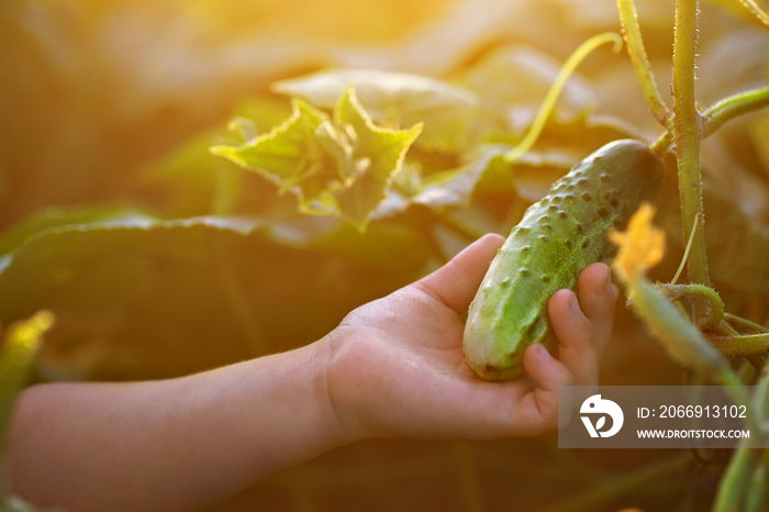 closeup of child hand harvesting cucumbers in garden