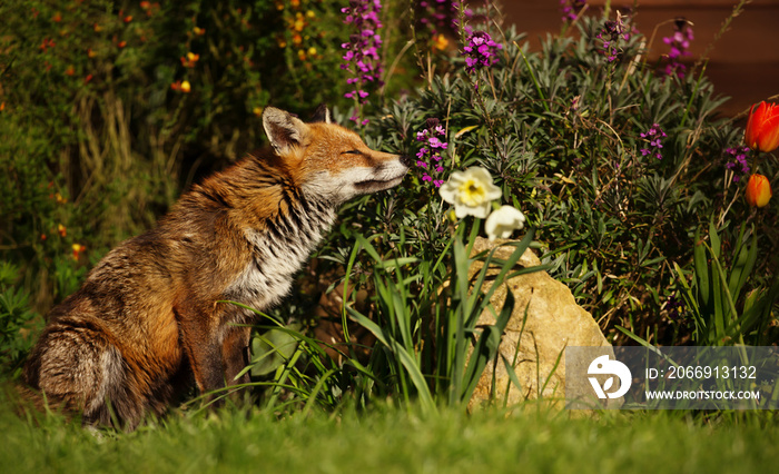 Red Fox smelling the flowers in the garden