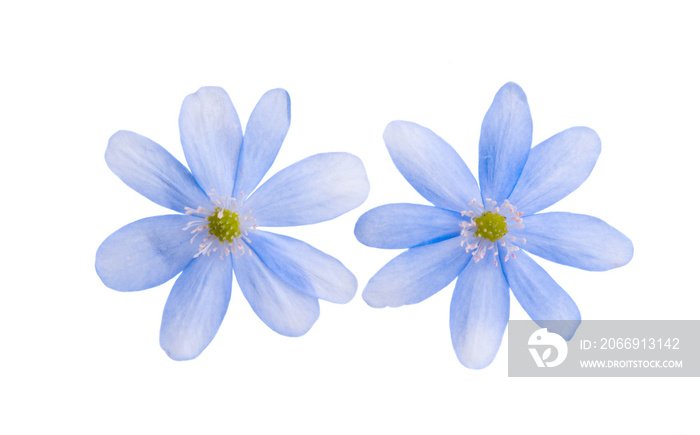 blue flower isolated