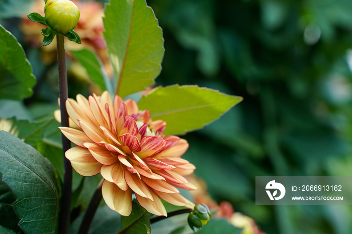 Beautiful orange, rust colored dahlia plant growing outdoors. Side view with a flower bud above.