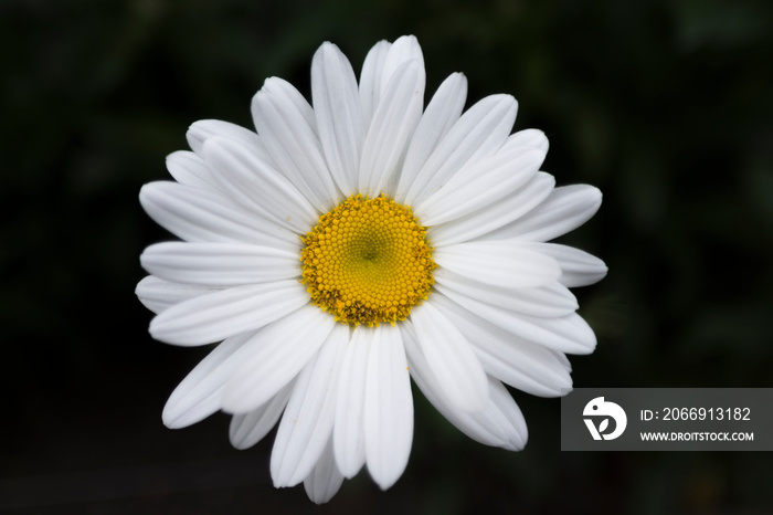 flor de margarita