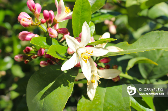 Lemon tree blossom pink and white