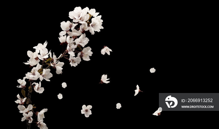 photo of a fruit branch with white flowers, falling due to the action of the wind, on a black background,