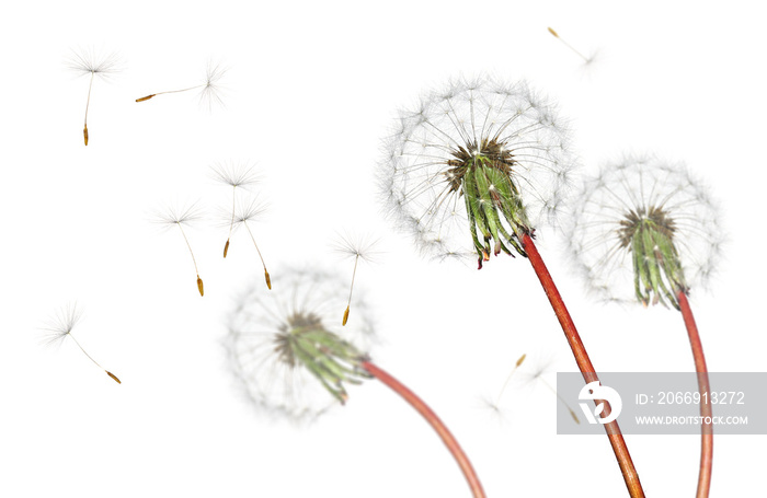 Airborne dandelion seeds flying in the wind, isolated on a white background