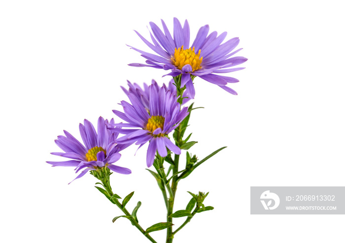 Purple flowers  on white background