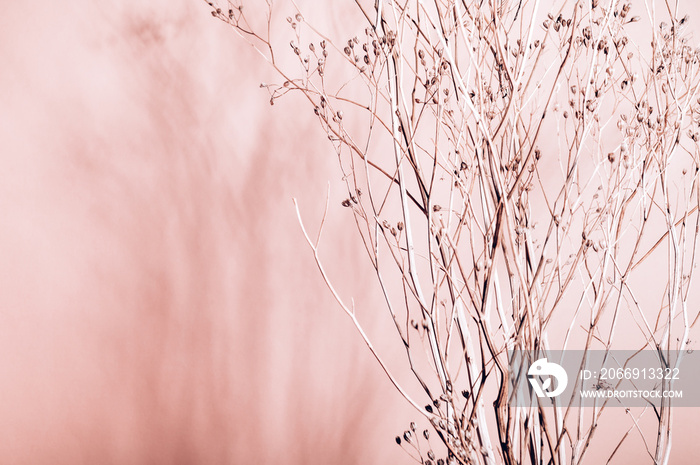 Home interior floral decor from natural dry flowers or twigs. Strong shadows on pink background