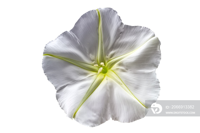 Close up Ipomoea alba on white background.Saved with clipping path.