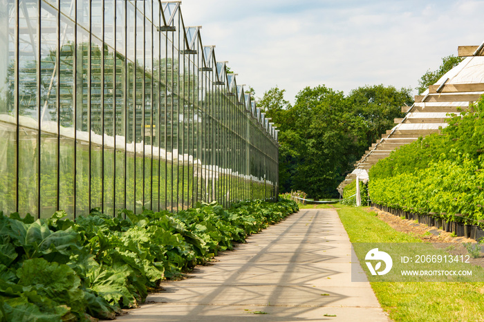 Agriculture in Netherlands, greenhouse exterior