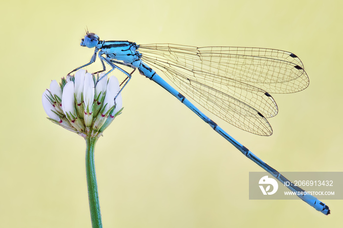 Amazing closeup of polish azure damselfly (Coenagrion puella) resting on the flower in the natural environment. Natural sunrise light morning macro