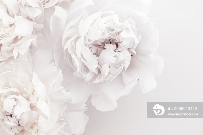 Pure white peony flowers as floral art background, wedding decor and luxury branding design