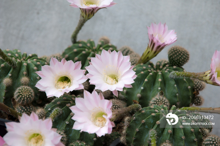 echinopsis cactus blooming