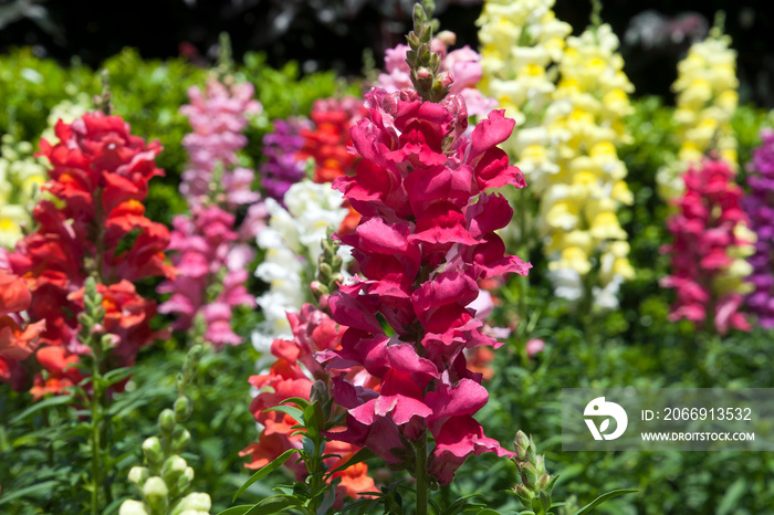 Sydney Australia, garden filled with snap dragon flowers