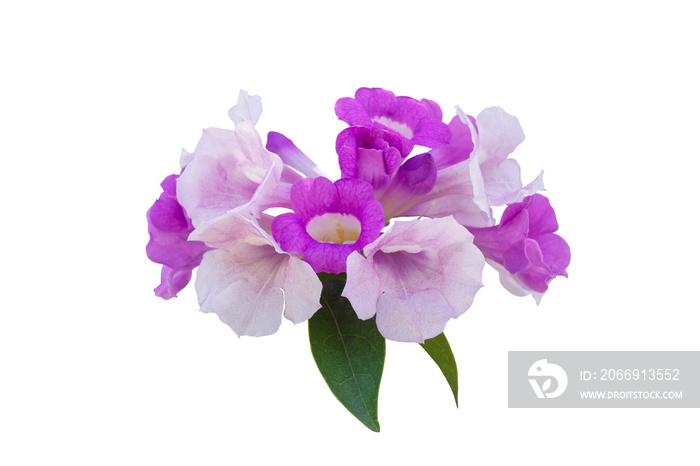 Purple flower of Garlic vine or Mansoa alliacea bloom with leaf isolated on white background with clipping path.