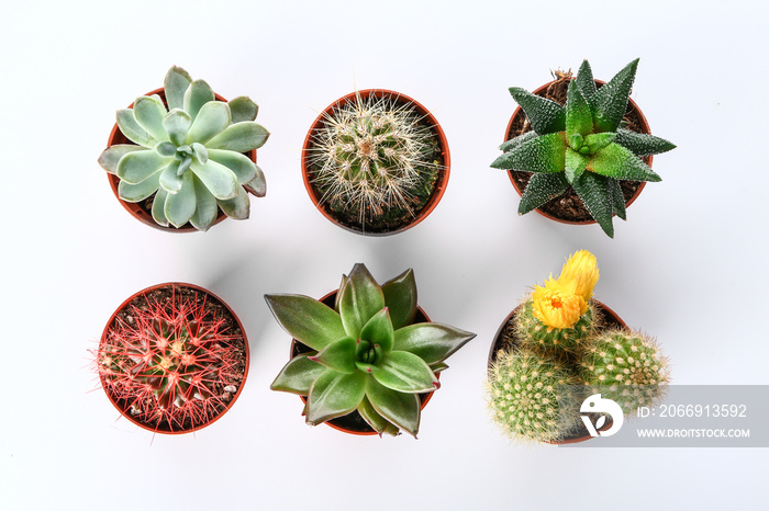 Different cacti and succulents on white background, top view