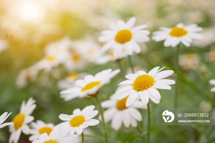 Beautiful white camomiles daisy flowers field on green meadow