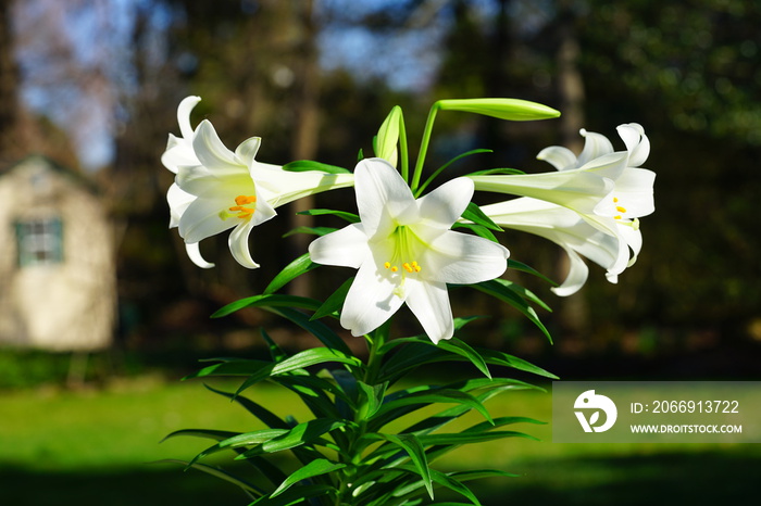 Fragrant white and yellow trumpet flowers of Easter Lily flowers (lilium longiflorum) in the spring