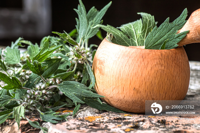 Leonurus cardiaca, motherwort, throw-wort, lion’s ear, lion’s tail medicinal plant with opposite leaves serrated margins Blooming in summer