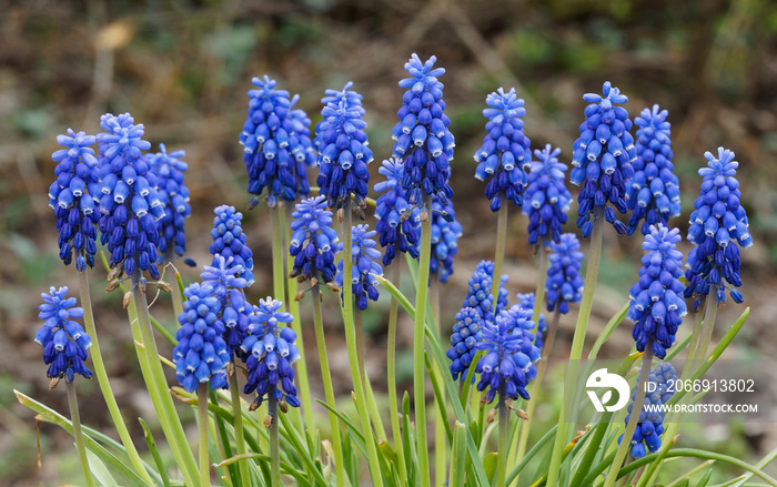 Muscari armeniacum  | Clusters of urn-shaped dark blue flowers of Armenian grap hyacinth in spikes with white lobes and paler florets at the top