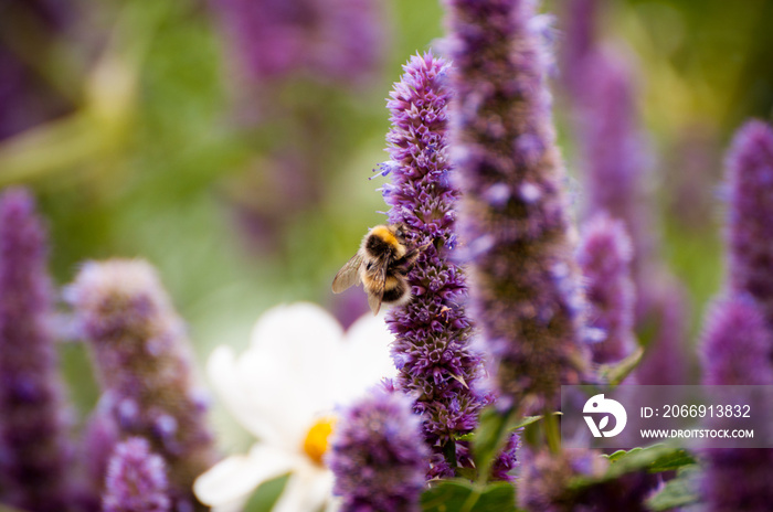 Bee on Agastache