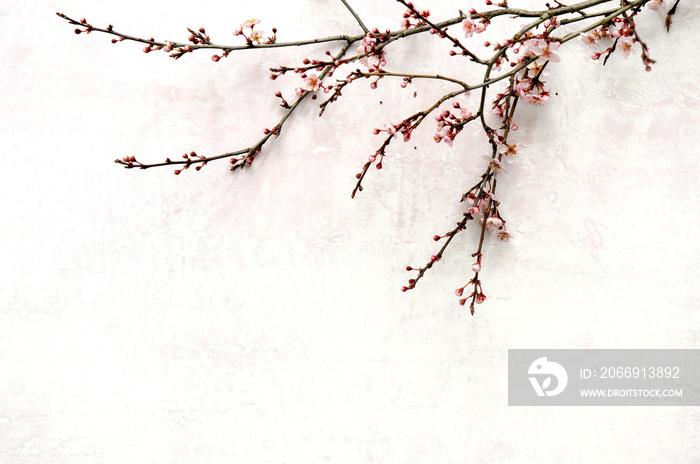 Spring blooming branch lying down on pink pastel background