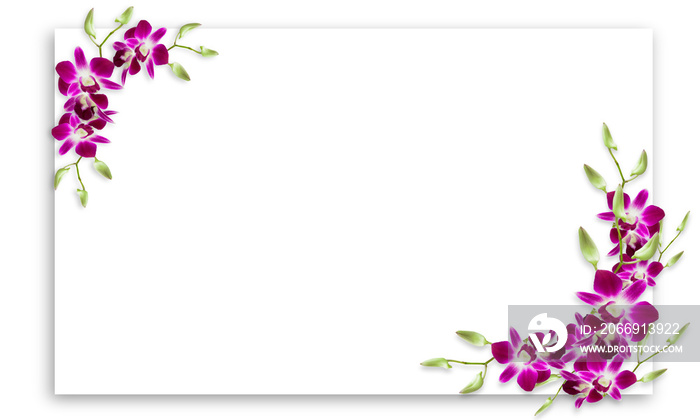 Orchid flowers frame with white copy space.