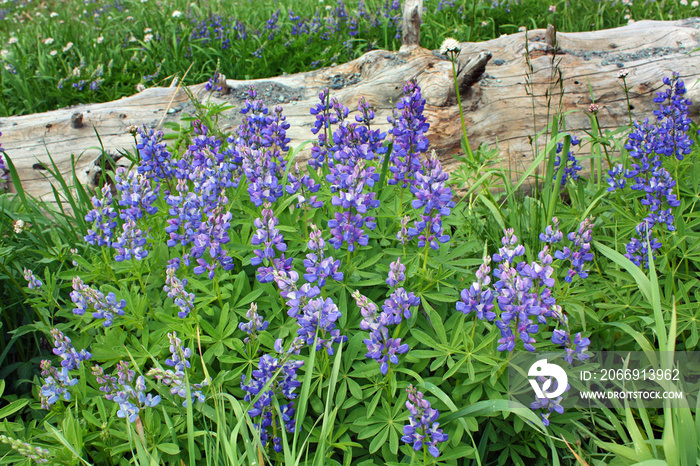 Wild Lupins in Oregon, USA