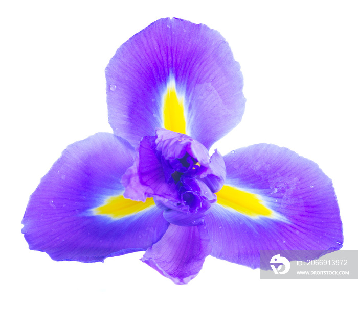 One blue iris flower isolated on white background