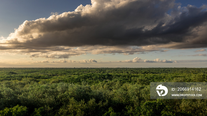 Landscape of tropical green jungle on flat land with cloudy sky during golden hour in Tulum with sunset light