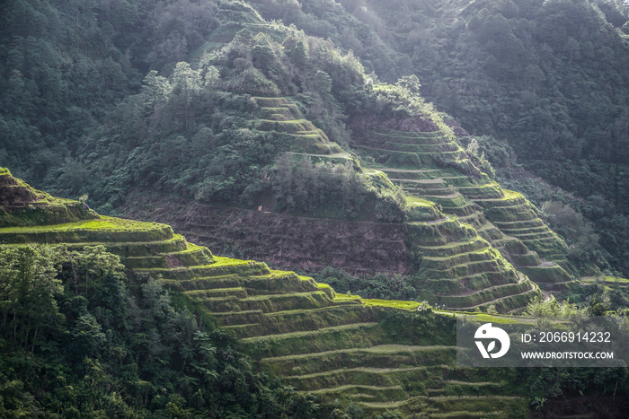 green rice terraces in the philippines