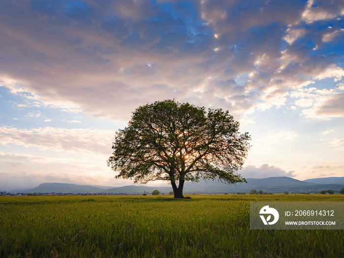 old oak tree over spring sunset sky