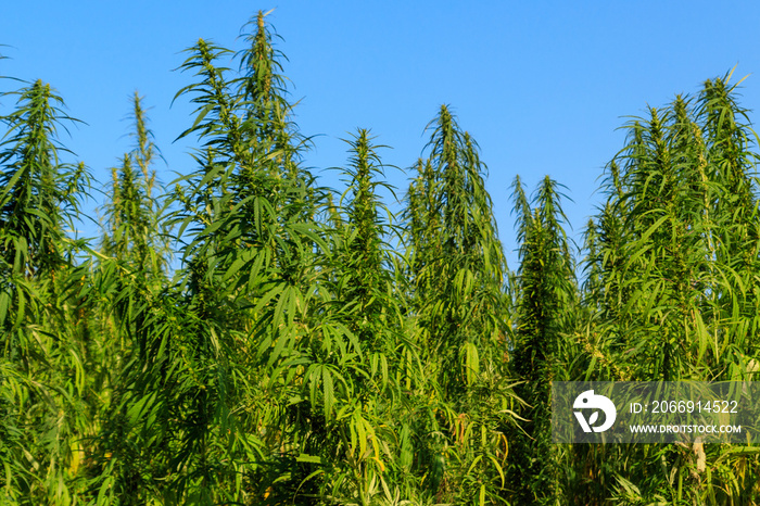 Field of green cannabis (marijuana) plants