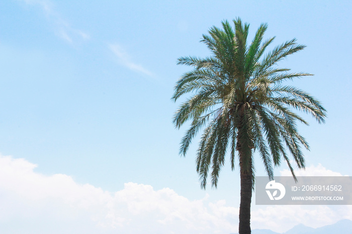 green palm tree on a background of blue sky and white clouds