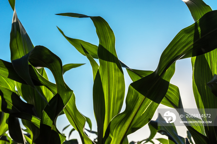 Green corn maize crop leaves in sunset, close up