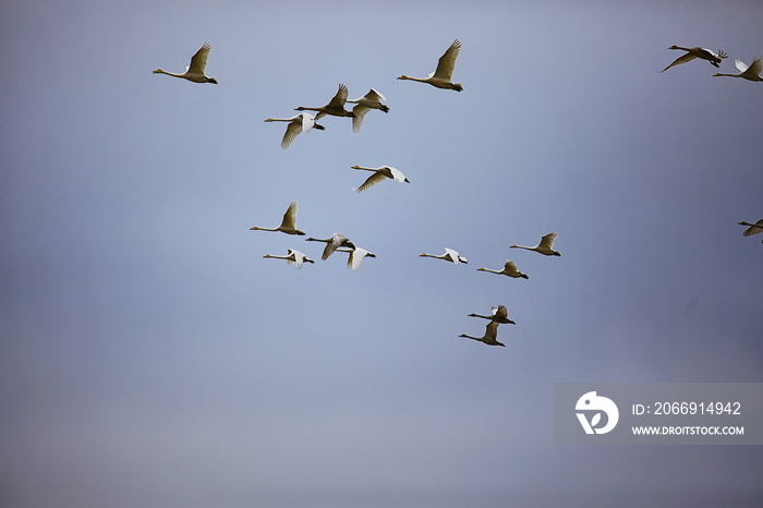 flock of swans in flight against the sky, wildlife group of birds migration