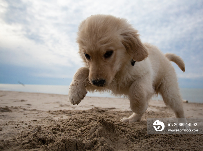 cute goldador puppy pounces and digs in sand