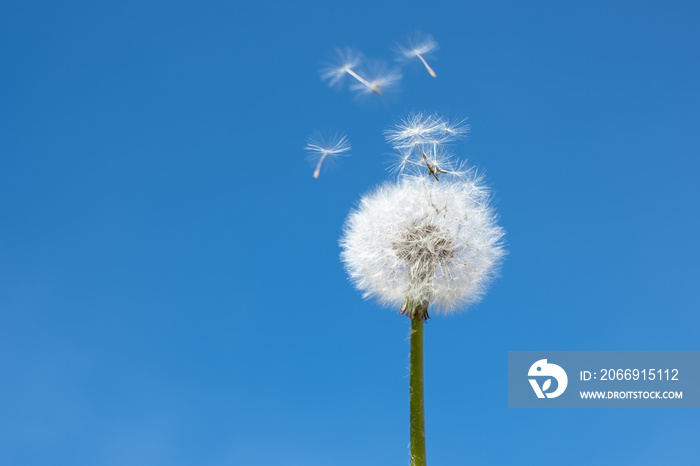 Dandelion seedhead