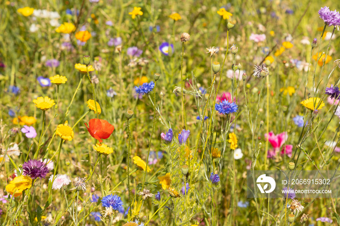 Bunte Sommerwiese