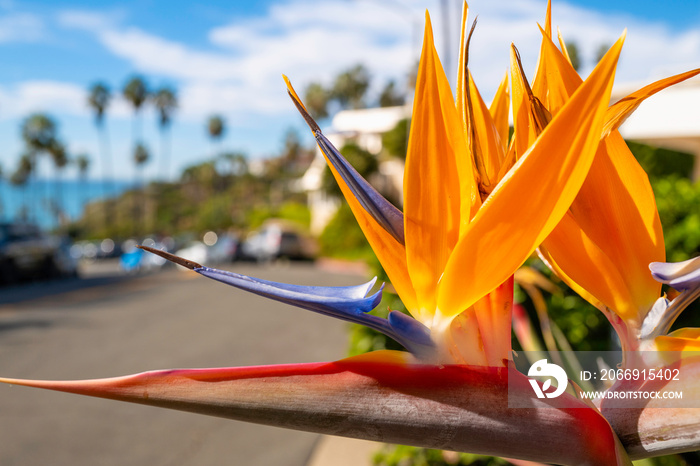 Strelitzia, bird of paradise or crane flower, perennial plant of South African origin, the floral emblem of the City of Los Angeles, California