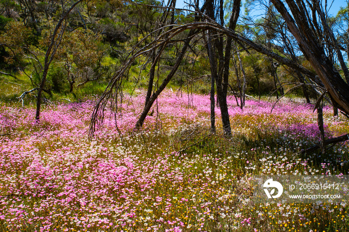 Western Australia Wildflower オーストラリア　ワイルドフラワー（西オーストラリア州）