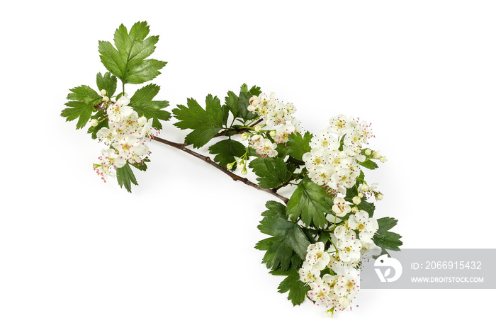 Small branch of the flowering hawthorn on white background