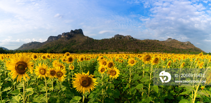 Sunflower field in evening time with sunset