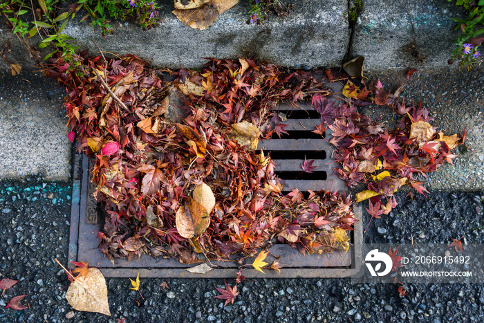 Flooding threat, fall leaves clogging a storm drain on a wet day, street and curb