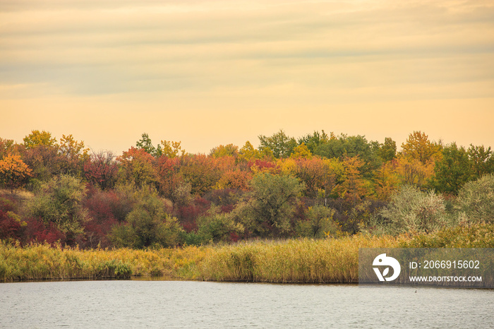 A lake or river in late autumn, the banks in colorful trees. Sharpness on the shore