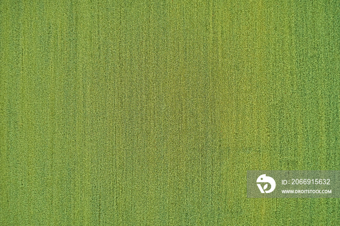 Aerial view of a grass plantation. Grass meadows top view.