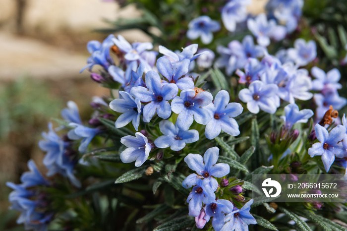 Zahn’s Gromwell Flowers in Bloom in Winter