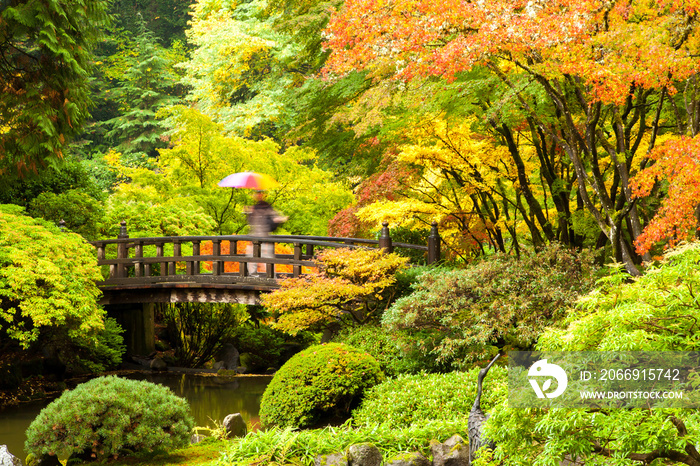 A blurred man showing motion on a bridge over a pond in a  japanese garden in northwest Oregon with trees showing their peak fall colors.