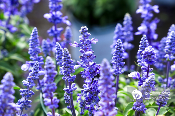 Salvia Farinacea plant in the garden