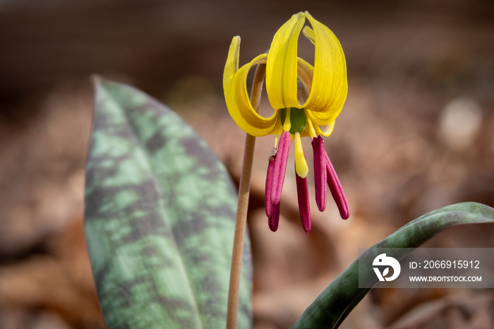 The Dimpled Trout Lily (Erythronium umbilicatum) is a native ephemeral species in the Southeast United States.