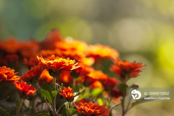 Orange Sunlit Mum Flower