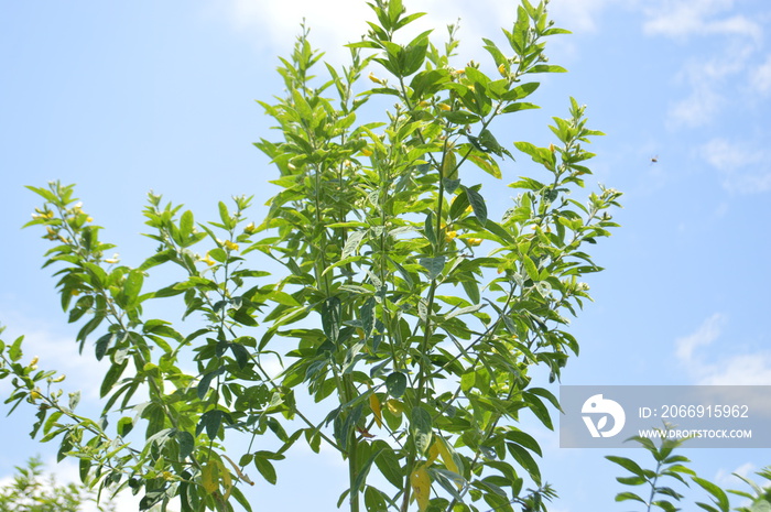 Leaves And Flowers Of Young Pigeon Pea Or Cajanus Cajan Plants On Sunny Cloudy Sky